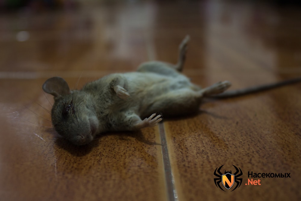 млятские мыши : Домашнее хозяйство : баштрен.рф Talks